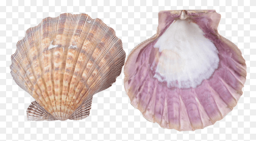 978x507 Lion S Paw Seashell Scallop Shell, Invertebrate, Sea Life, Animal Descargar Hd Png