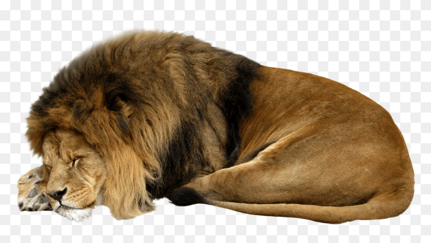 1190x634 Lion Sleeping, Wildlife, Mammal, Animal HD PNG Download
