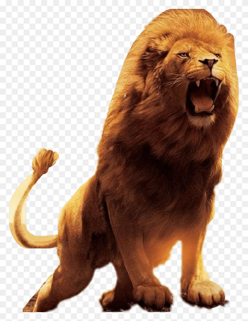 1024x1348 Lion Sticker, Wildlife, Mammal, Animal HD PNG Download