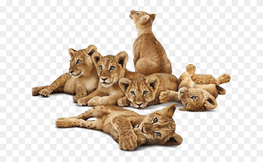 638x458 Lioness Clipart Transparent Lion And Lioness, Animal, Mammal, Wildlife HD PNG Download
