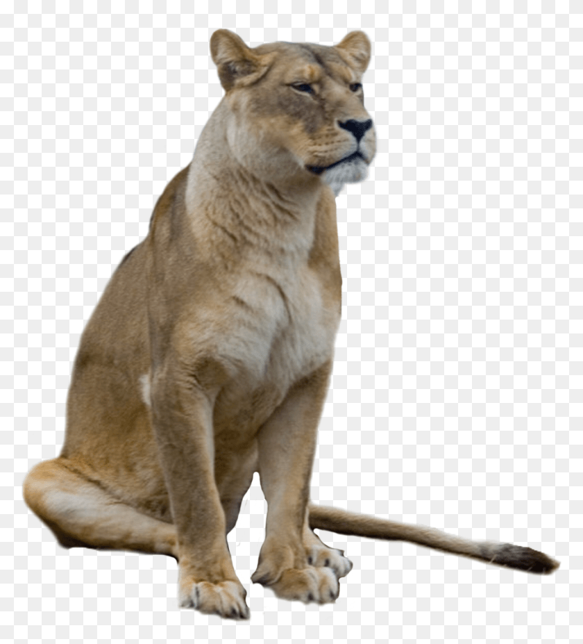 897x998 Lioness Sticker Lion, Animal, Mammal, Dog HD PNG Download