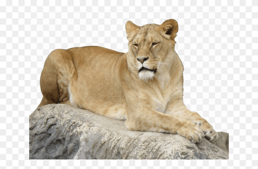 650x489 Lioness Transparent Image, Lion, Wildlife, Mammal HD PNG Download