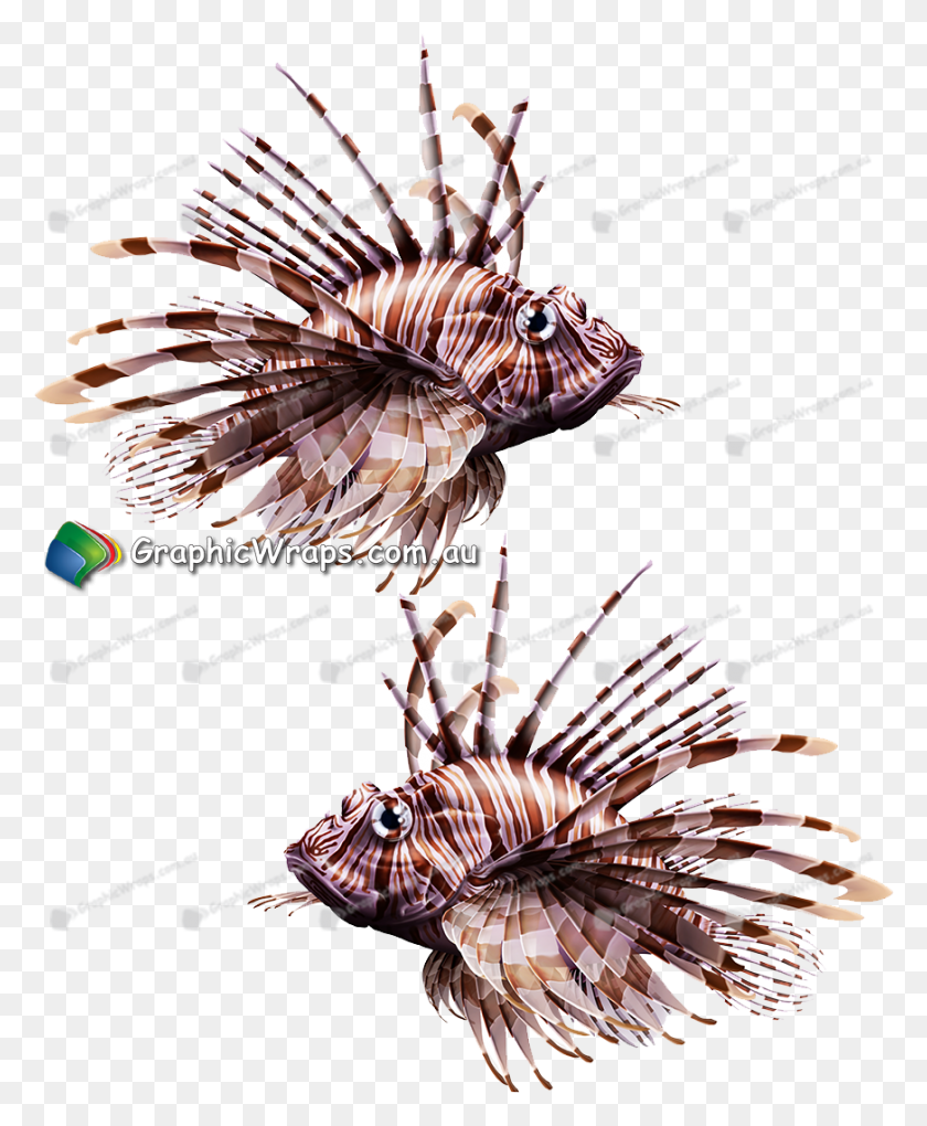 872x1074 Lionfish Lionfish, Poster, Advertisement, Graphics HD PNG Download