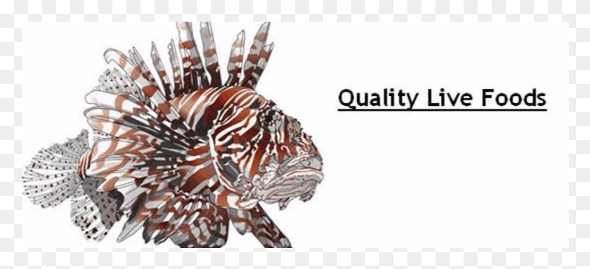 844x351 Lionfish Web Live Foods2 Lionfish, Clothing, Apparel, Animal HD PNG Download