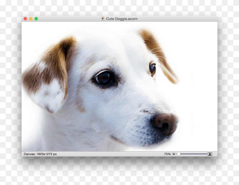1000x758 Lipid Dog, Pet, Canine, Animal HD PNG Download