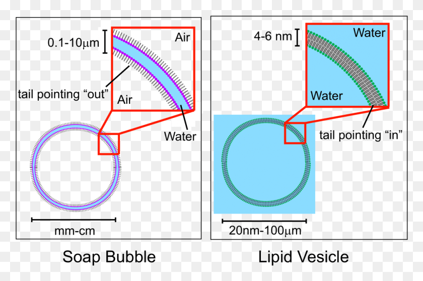 1004x642 Lipid Vesicle Vs Soap Bubble Soap Lipids, Plot, Diagram, Text HD PNG Download