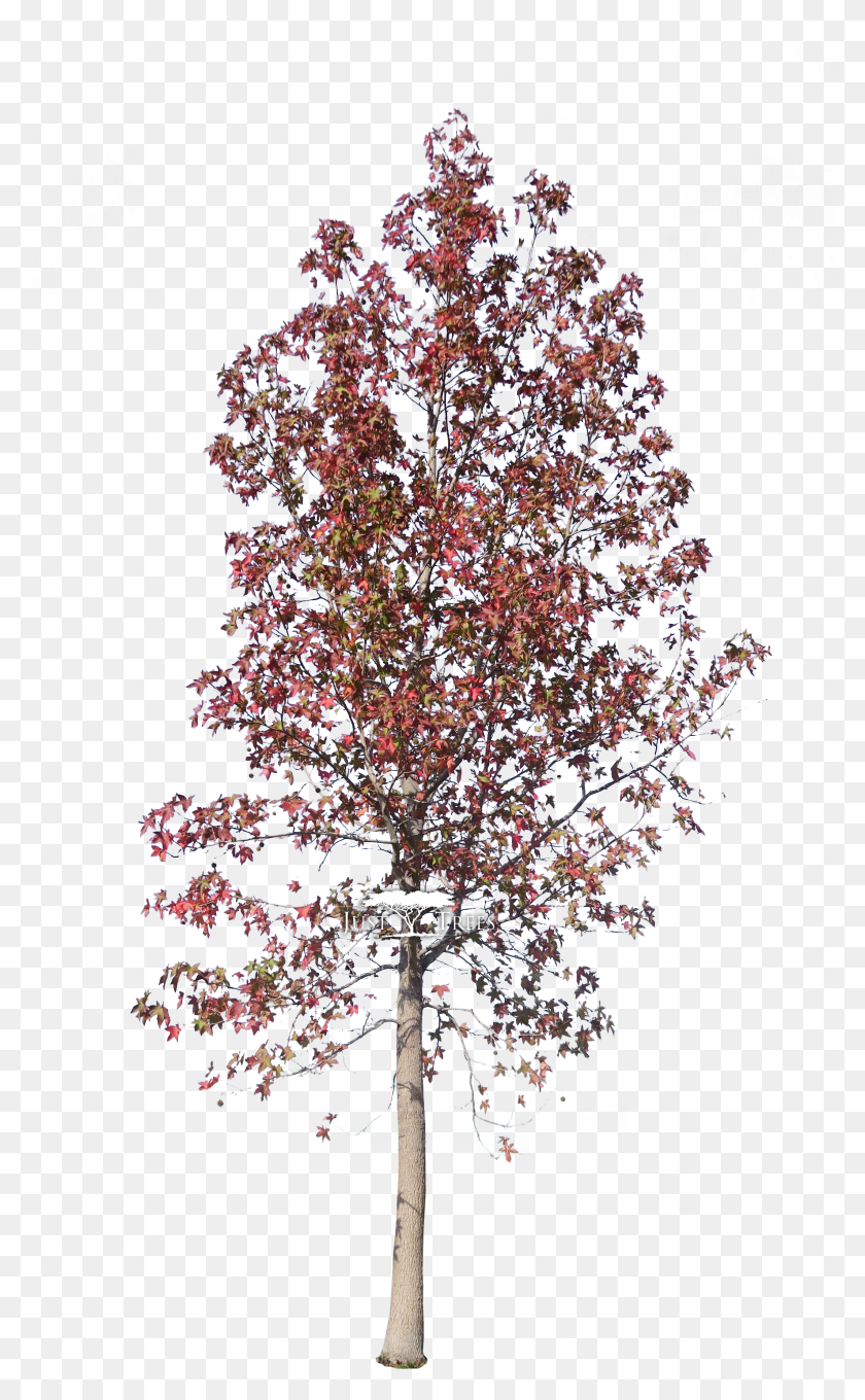 2128x3547 Liquidambar Styraciflua Birch HD PNG Download