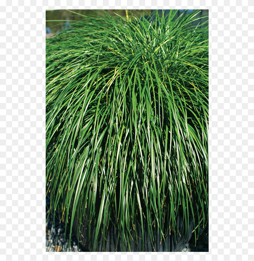 540x801 Liriope Muscari Emerald Cascade 9 Sweet Grass, Plant, Bush, Vegetation HD PNG Download