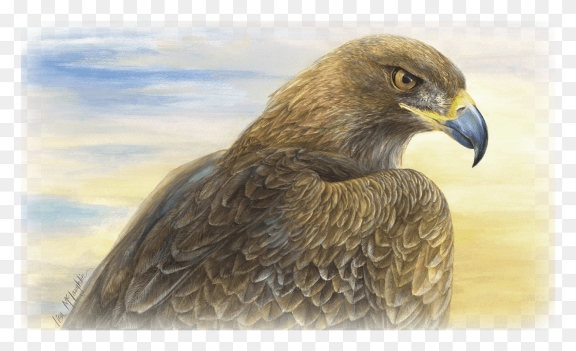 1501x873 Lisa Mclaughlin39s Detailed Wildlife Watercolors, Bird, Animal, Eagle HD PNG Download