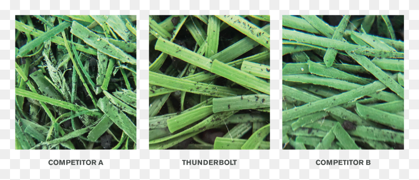 2252x873 Lisport Comparison Sweet Grass, Plant, Root, Produce HD PNG Download