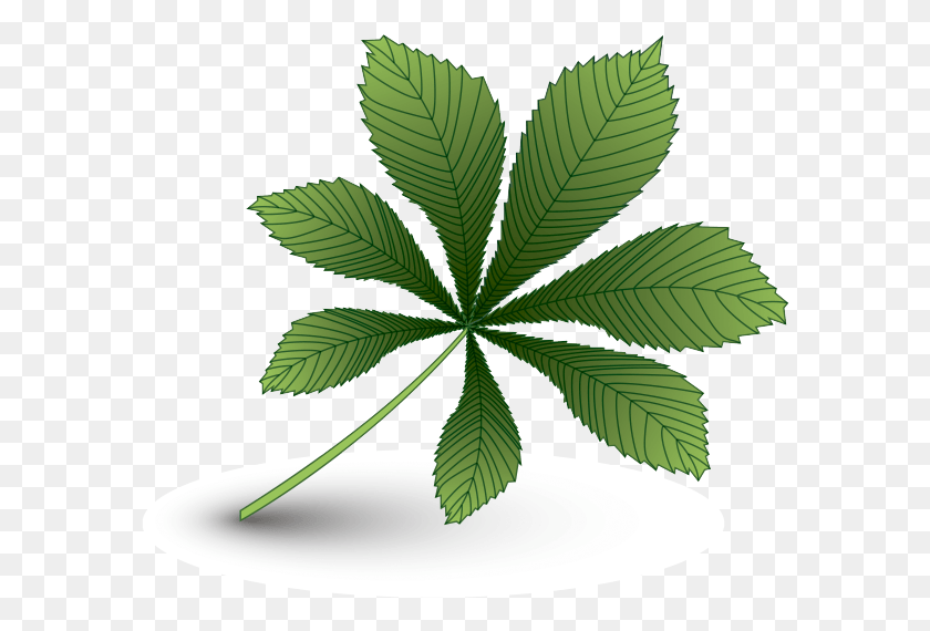 586x510 Список Каштана Зеленый Список Каштан Рисунок Зеленое Листья Деревьев, Лист, Растение, Зеленый Hd Png Скачать