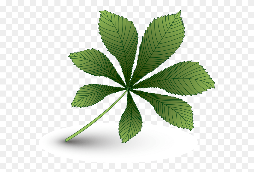 586x510 Descargar Png Lista Kashtana Zelenij Lista Kashtan Risunok Zelenie Listya Derevev, Hoja, Planta, Verde Hd Png