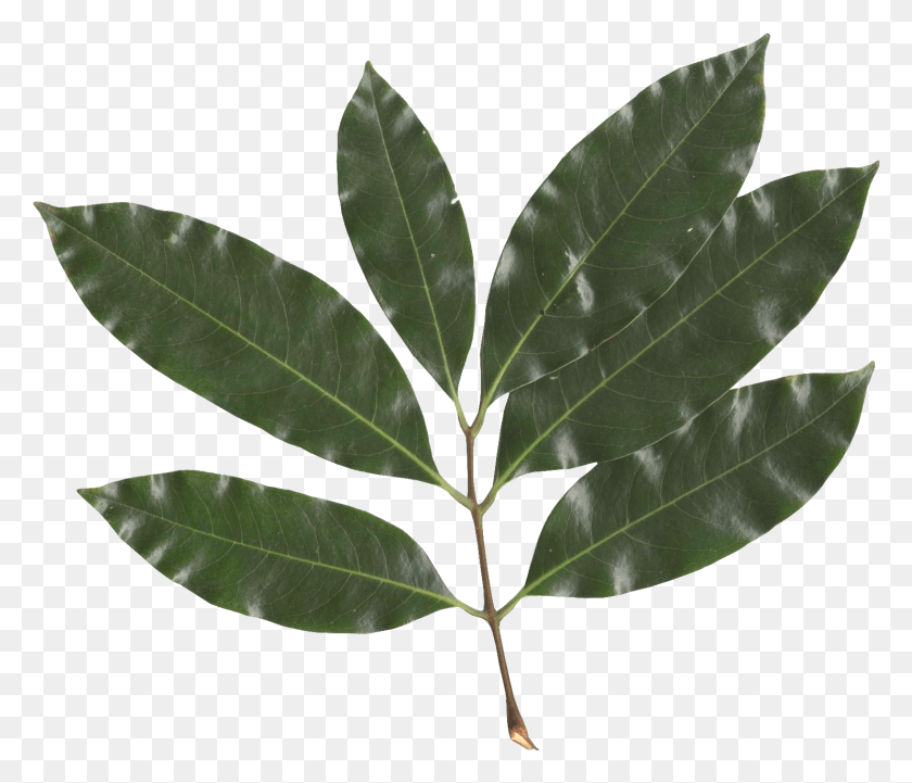 1483x1257 Litchi Chinensis Leaf Feuille Simple, Plant, Annonaceae, Tree HD PNG Download