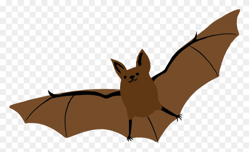 851x494 Little Brown Bat Little Brown Myotis, Mammal, Animal, Wildlife HD PNG Download
