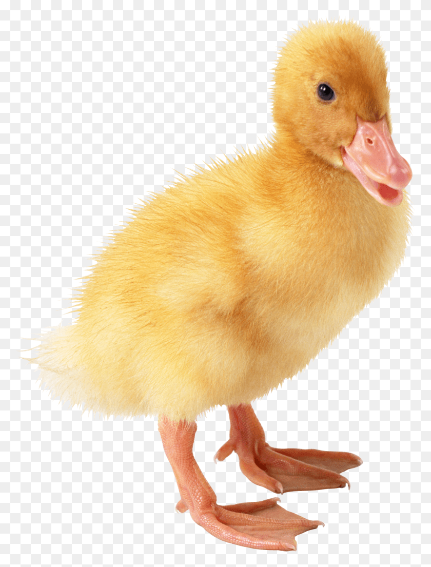 1511x2026 Little Duck Image Duck, Bird, Animal, Chicken HD PNG Download