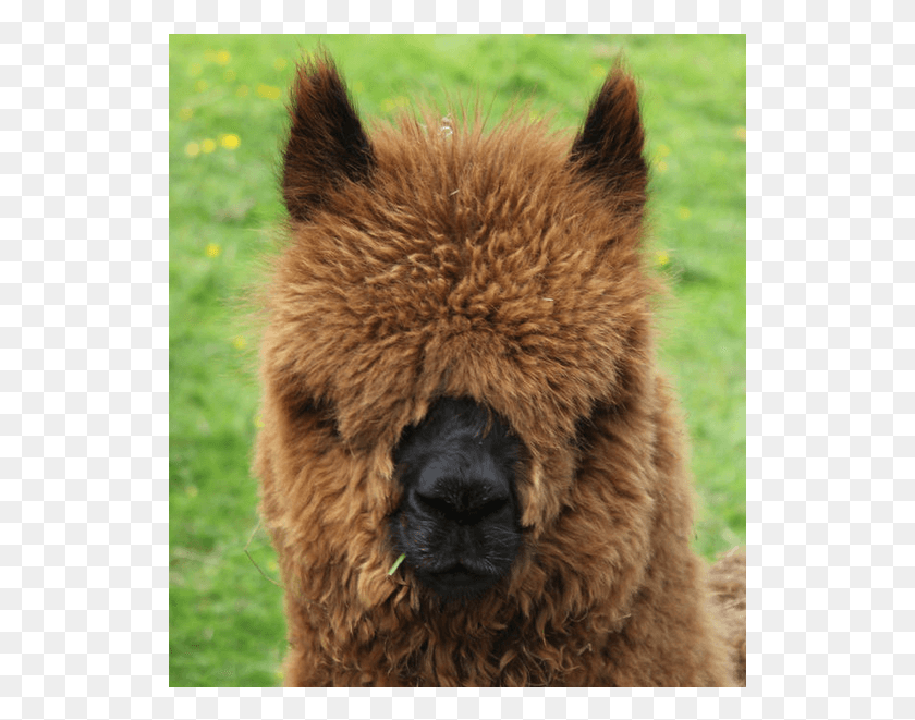 531x601 Little Lucy In Full Fleece Just Before Shearing Alpaca, Dog, Pet, Canine HD PNG Download