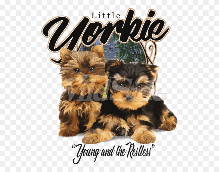 527x601 Little Yorkie Young Amp Inquieto Yorkshire Terrier, Mascota, Animal, Canino Hd Png