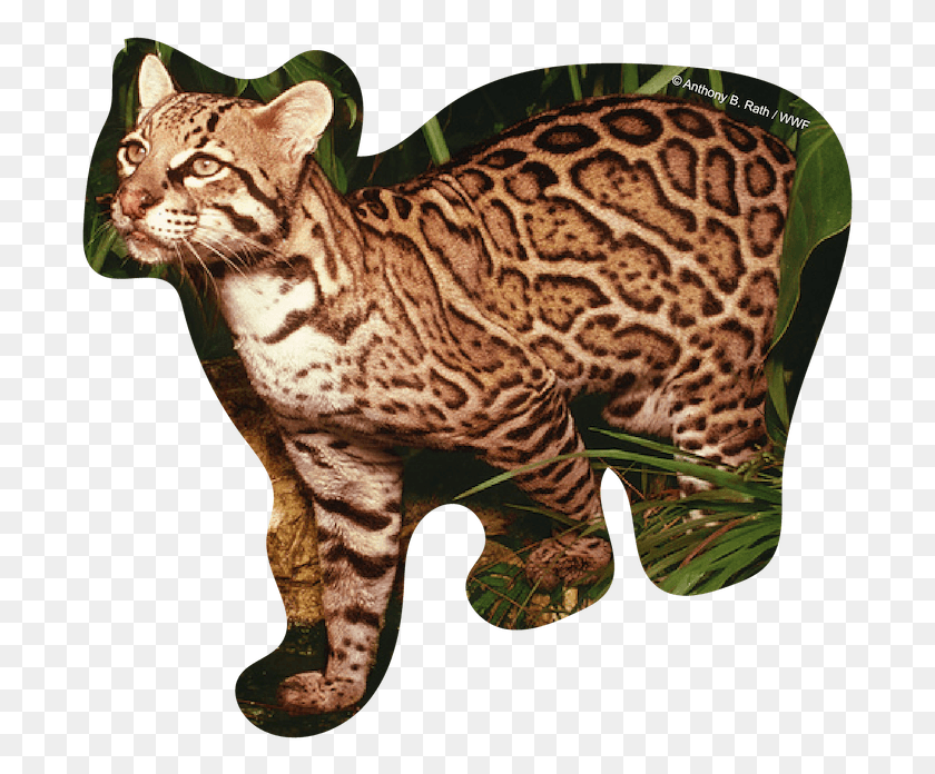 697x636 Littlest Big Cats California Spangled, Ocelot, Panther, Wildlife HD PNG Download