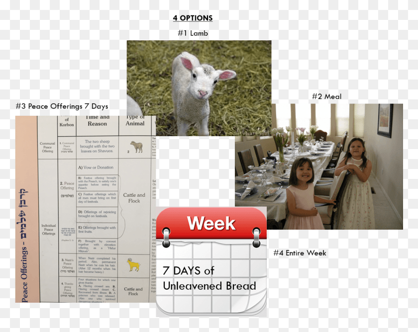 1156x902 Liturgical Ambiguity Of The Word Passover Baby Lamb, Person, Human, Sheep HD PNG Download
