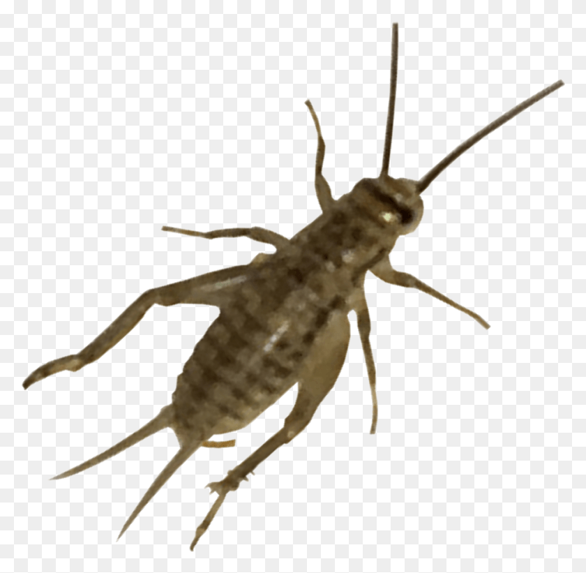 935x913 Live Crickets Mosquito, Cricket Insect, Insect, Invertebrate HD PNG Download