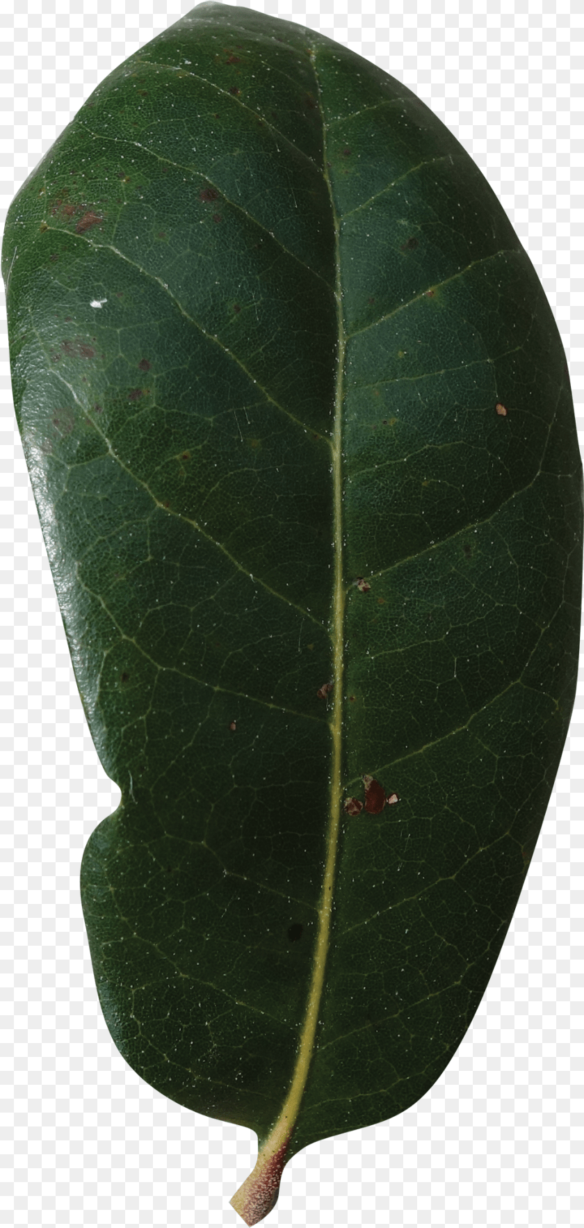 976x2052 Live Oak Leaf, Plant, Tree, Animal, Insect Transparent PNG