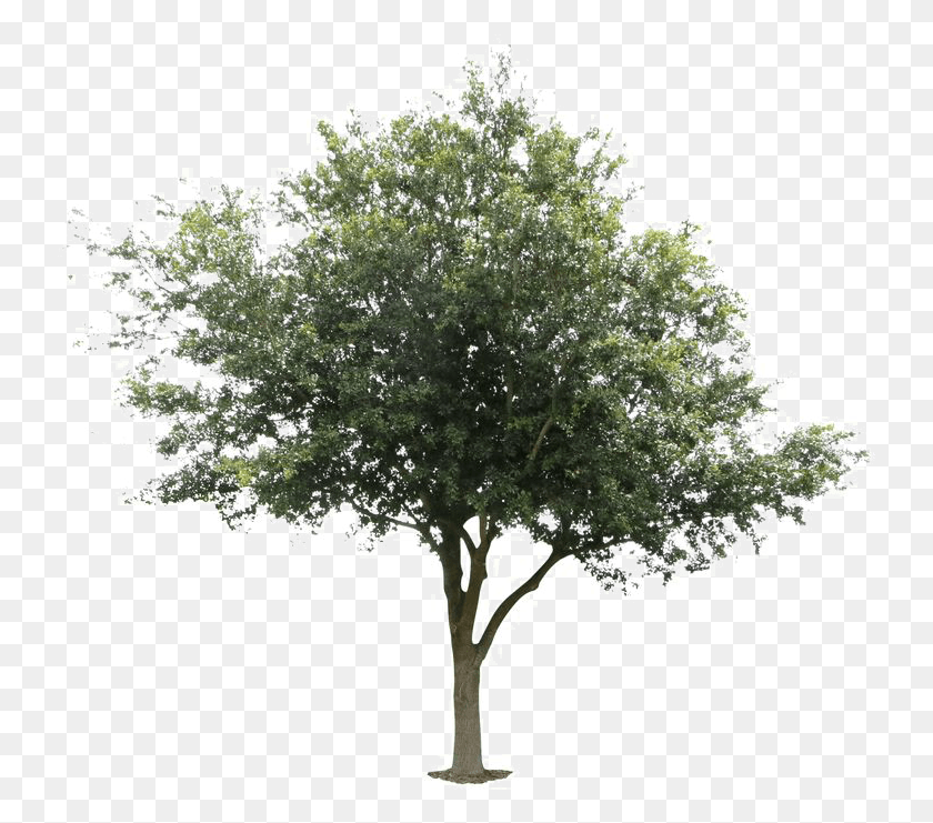 737x681 Live Oak Transparent Deciduous Tree, Plant, Potted Plant, Vase HD PNG Download