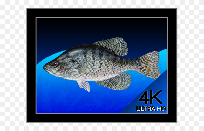631x480 Live Wallpaper 4 White Crappie, Fish, Animal, Perch HD PNG Download