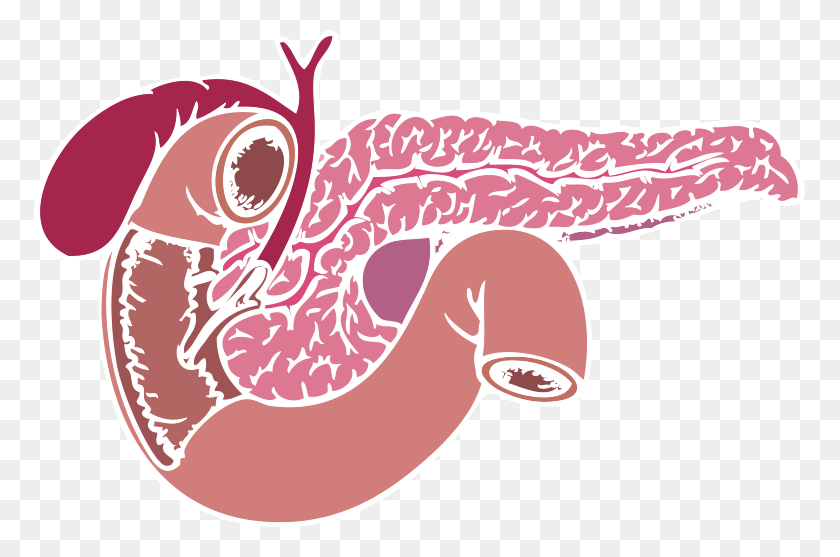 772x497 Hígado De Dibujos Animados Páncreas Fondo Transparente, Estómago, Animal, Invertebrado Hd Png