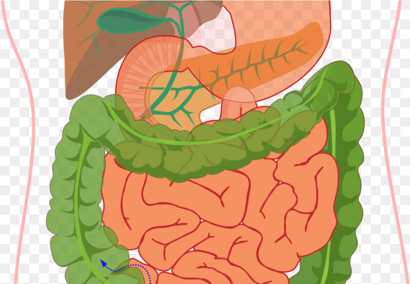 976x676 Liver Clipart Digestive System Not Labelled, Baby, Person Sticker PNG