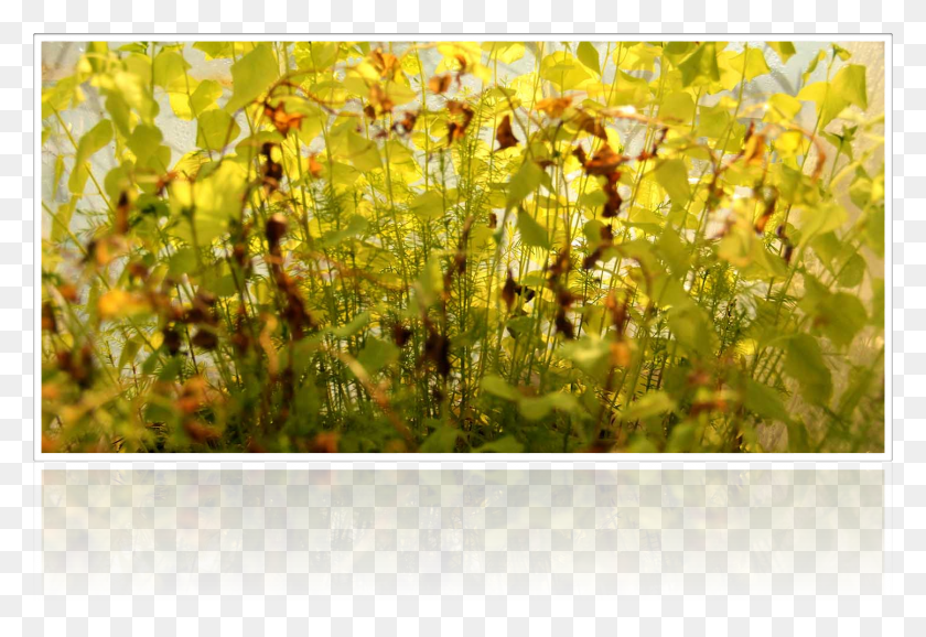 1445x961 Liverwort, Collage, Poster, Advertisement HD PNG Download