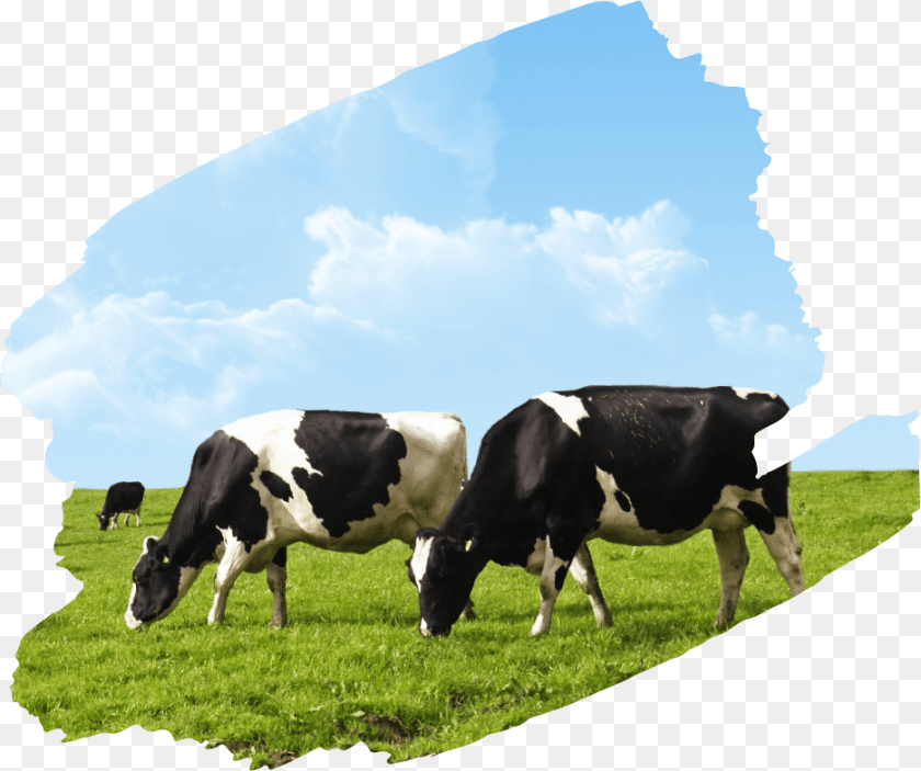 Livestock Farm, Animal, Nature, Mammal, Grassland Transparent PNG