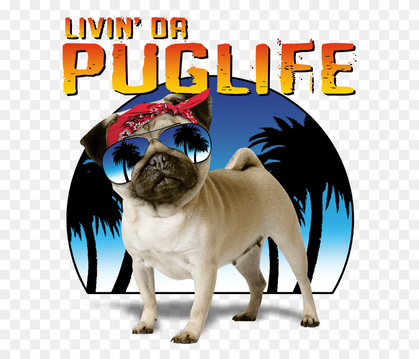 591x659 Livin Da Pug Life Pug In Glasses Pug Life Pug, Sunglasses, Accessories, Accessory HD PNG Download