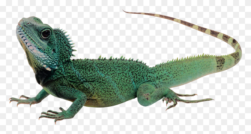 3026x1515 Lagarto, Reptil, Animal, Iguana Hd Png