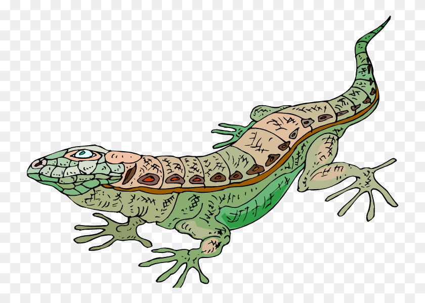 736x539 Lagarto, Dinosaurio, Reptil, Animal Hd Png