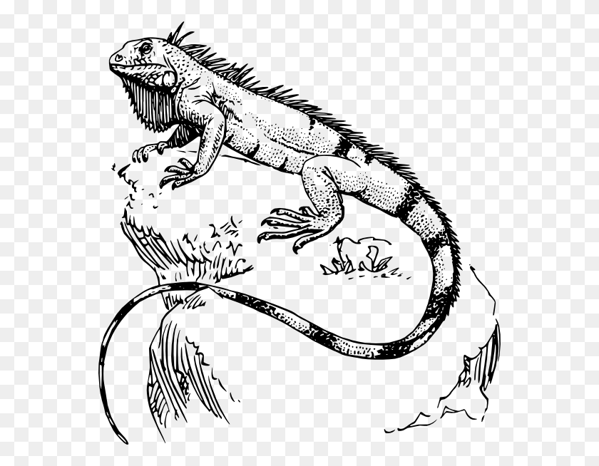 564x594 Lagarto, Iguana, Reptil, Animal Hd Png