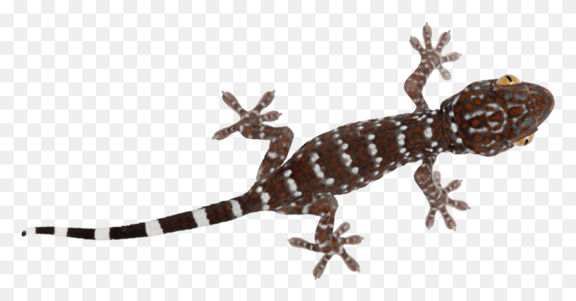 1148x558 Lizard Freetoedit Report Abuse Turkish Gecko, Reptile, Animal, Anole HD PNG Download