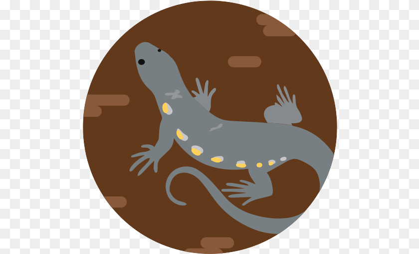 511x511 Lizard Reptile Animal Wildlife Animal Figure, Amphibian, Salamander, Fish, Sea Life Sticker PNG