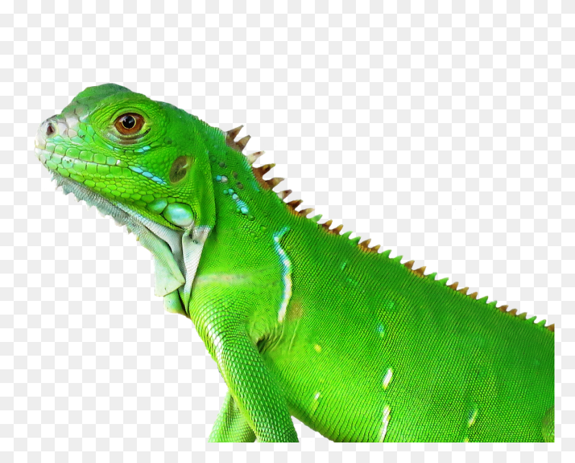 909x720 Lizard Reptile Tropical Nature Animal Vertebrate Green Iguana, Green Lizard HD PNG Download