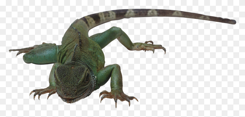 3922x1725 Lagarto Reptiles Animales Con Nombres, Animal, Gecko, Reptil Hd Png