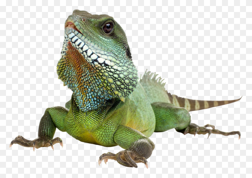 1024x702 Lizard Transparent Images Transparent Iguana, Reptile, Animal, Green Lizard HD PNG Download