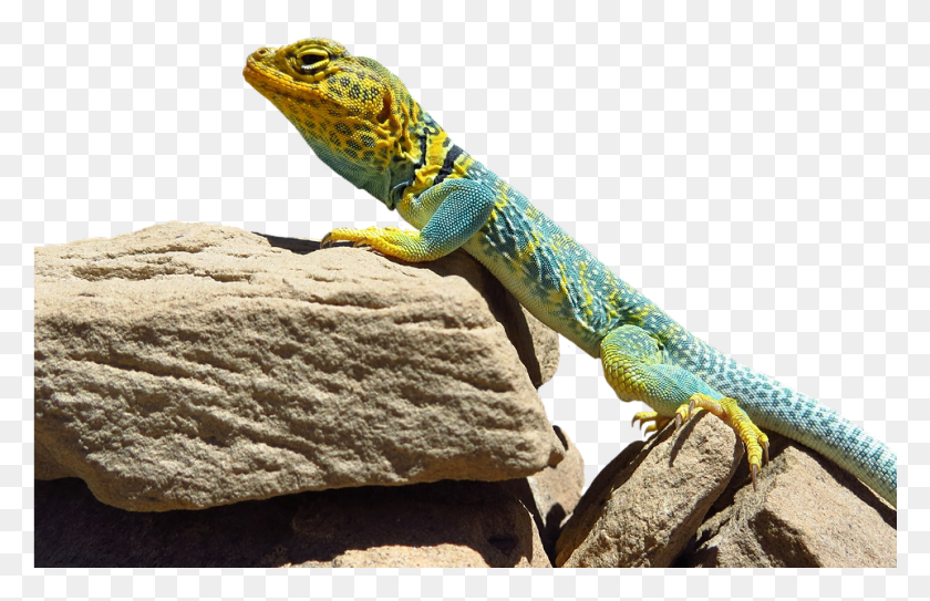 961x596 Lizard Transparent Images Transparent Reptiles In Arches National Park, Reptile, Animal, Iguana HD PNG Download