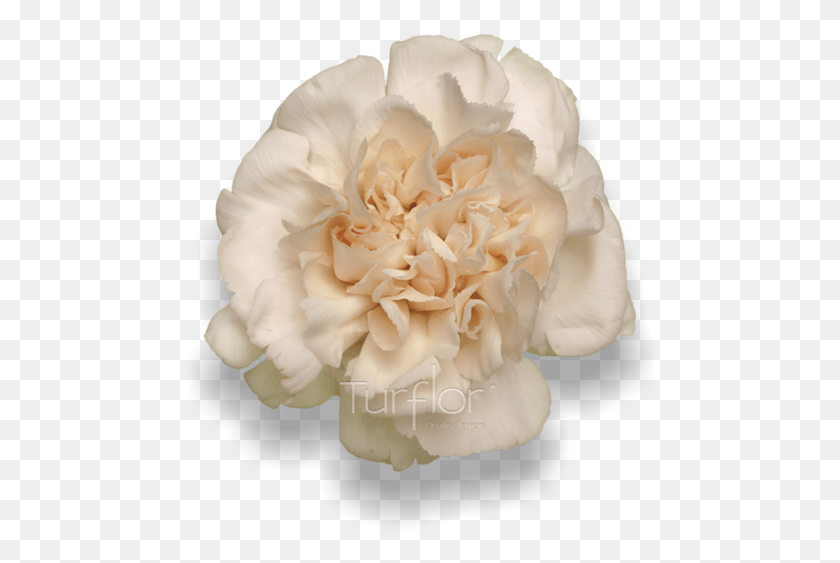 472x503 Lizzy Carnations Carnation, Plant, Rose, Flower HD PNG Download