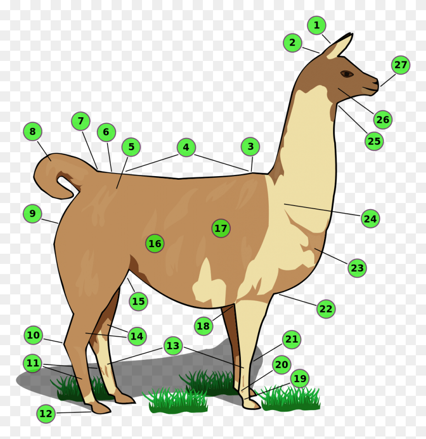 1008x1041 Llama Con Números La Llama Animal Y Sus Partes, Mamífero, Gato, Mascota Hd Png