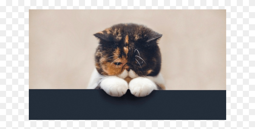 651x366 Llat Aki 100 Hogy Nem Csinlt Semmi Rosszat Sad Cat, Kitten, Pet, Mammal HD PNG Download