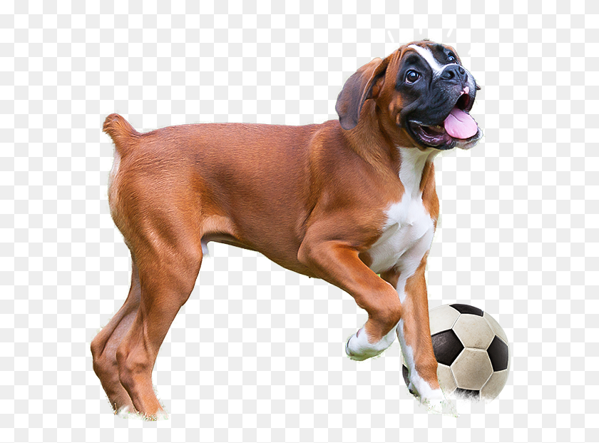 594x561 Lo Saca A Pasear Caminan Y Juegan Como Les Gusta Boxer, Dog, Pet, Canine HD PNG Download