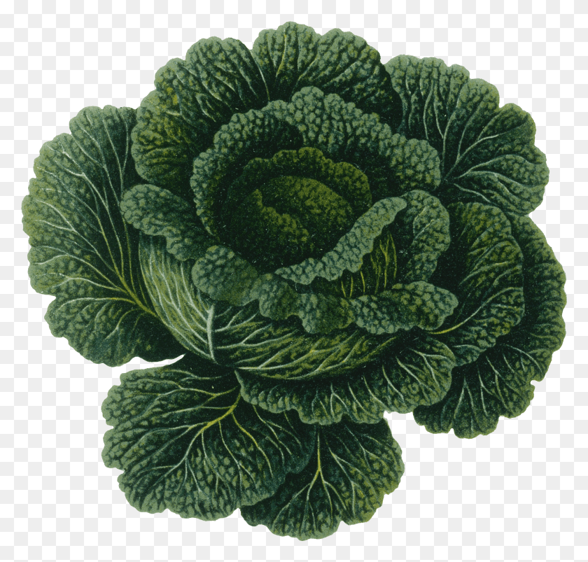 1868x1781 Загрузка Zoom Cabbage Botanical Hd Png Скачать
