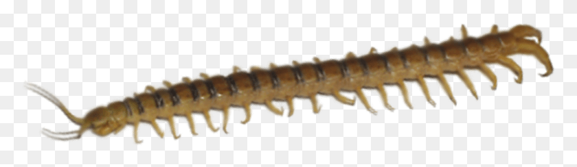 861x204 Loading Zoom Millipedes, Screw, Machine, Animal HD PNG Download