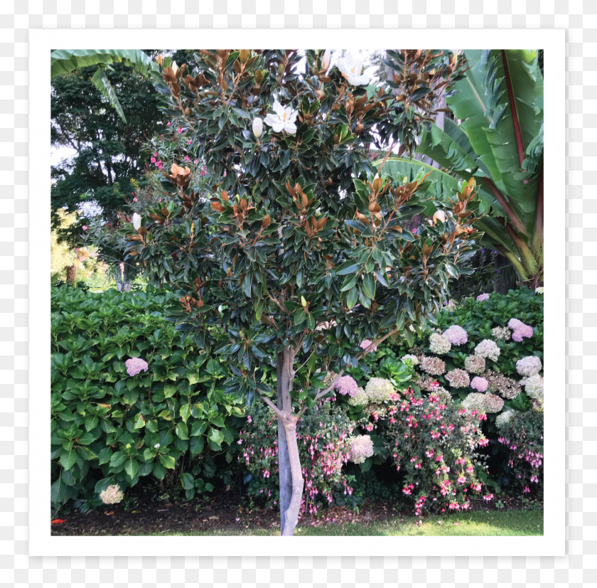 1451x1428 Descargar Png / Magnolia Riberry, Planta, Fruta, Alimentos Hd Png