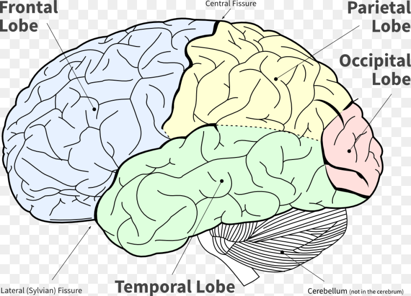 999x720 Lobes Of The Brain, Animal, Sea Life, Sea, Reef Sticker PNG