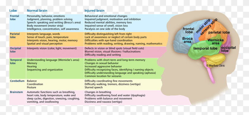 1190x504 Lobes Of The Brain Tbi, Advertisement, Flyer, Poster HD PNG Download